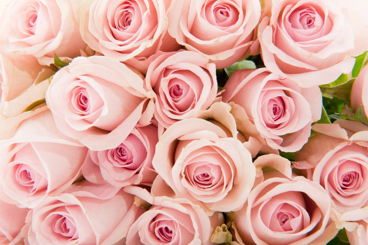 Beautiful Pink Roses 